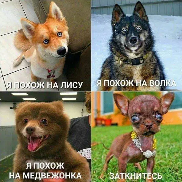 Дичька воскресная Весьма интересная