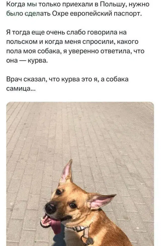 Дичька воскресная Весьма интересная