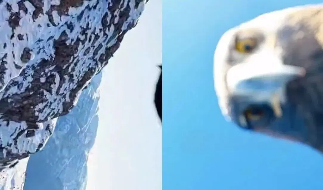 Крылатый хищник поймал дрон и сделал селфи