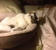 Ивент вомбата. Слово недели - Брезентовка.