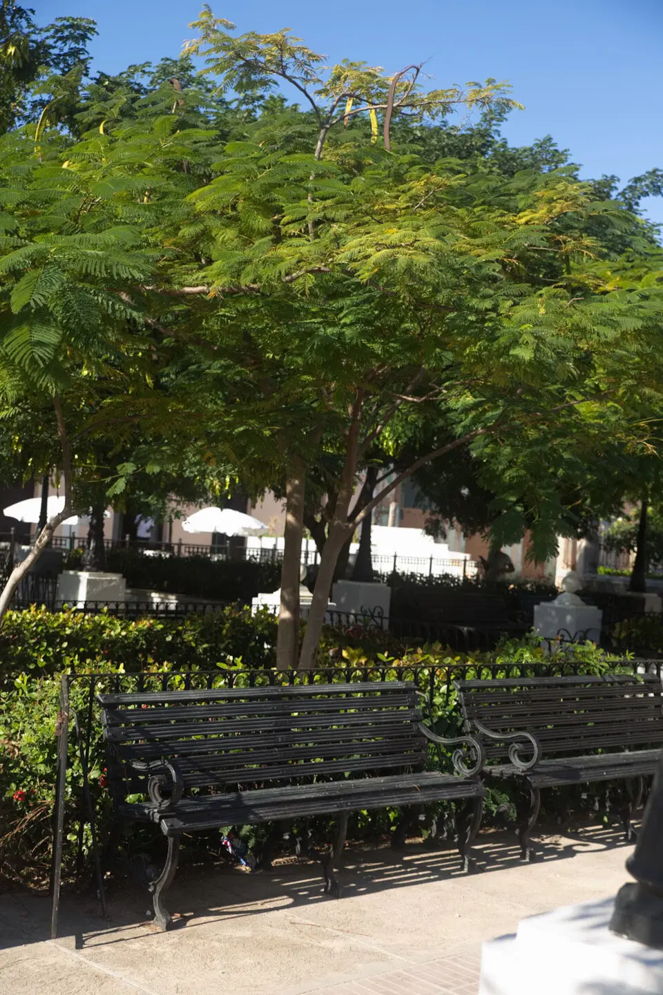 The Rolling Stones — Jumpin' Jack Flash / Куба'2025 (5)