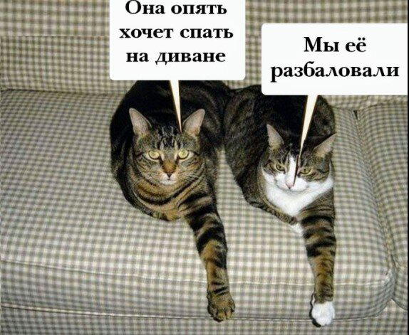 Дичка как понедельника страничка