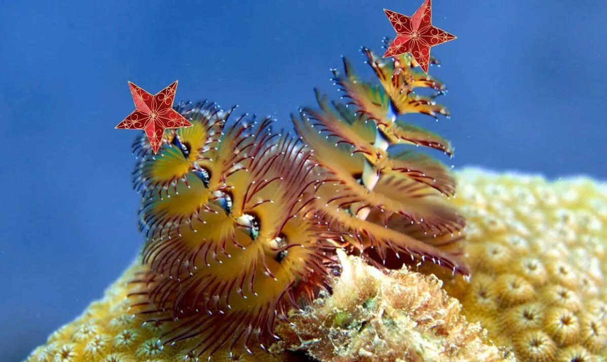 Новогодняя ёлочка на дне океана. Необычный морской червь⁠