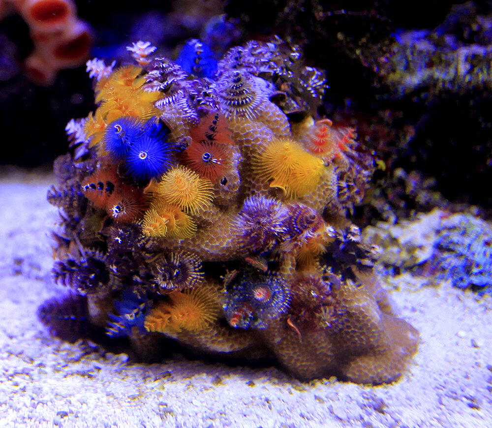 Новогодняя ёлочка на дне океана. Необычный морской червь⁠