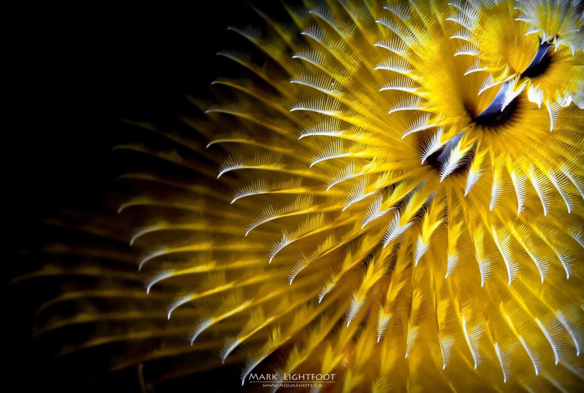 Новогодняя ёлочка на дне океана. Необычный морской червь⁠