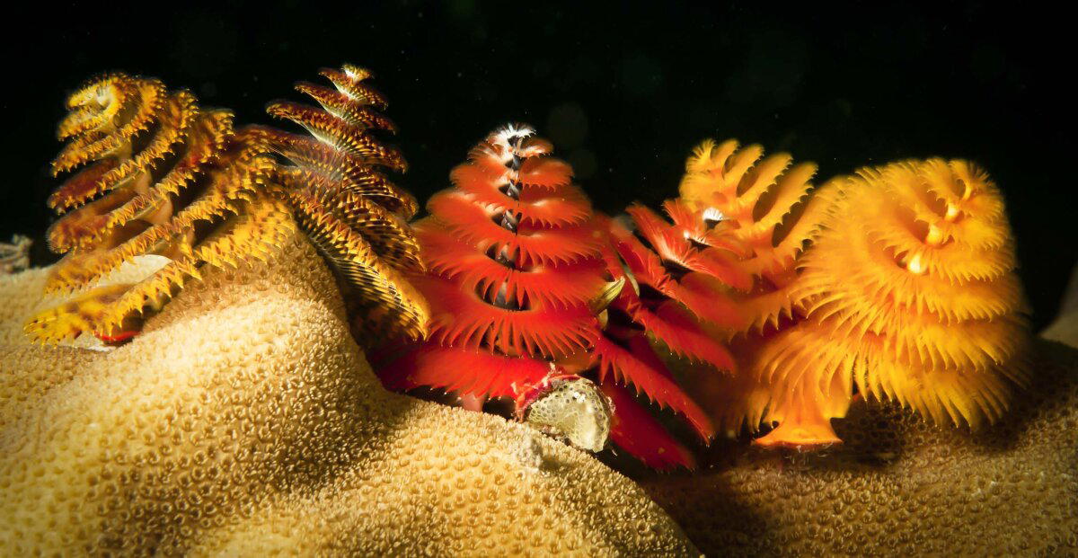 Новогодняя ёлочка на дне океана. Необычный морской червь⁠