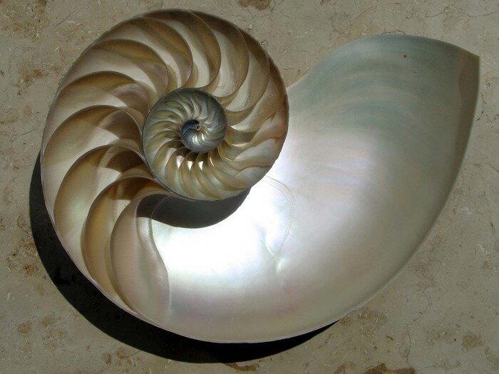 Продольный срез раковины / © wikimedia.org