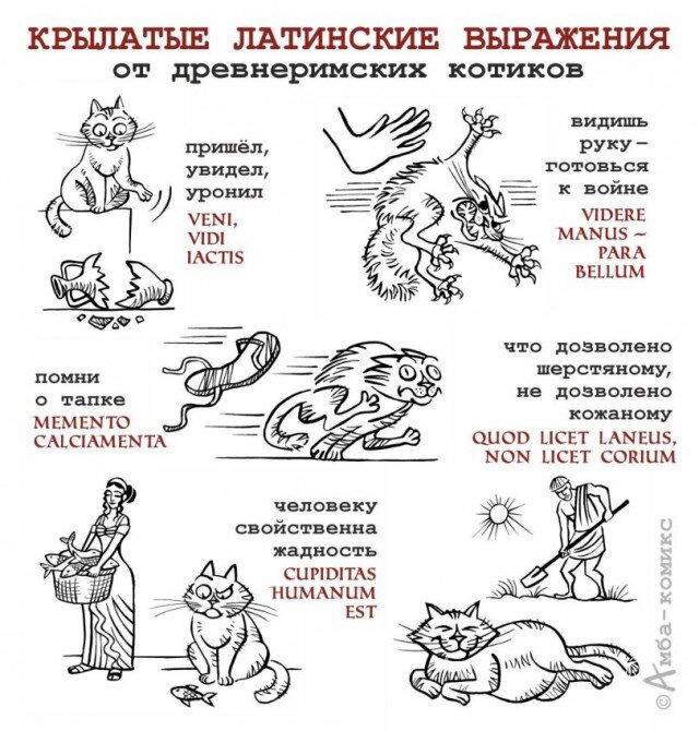 Дичку для оливье