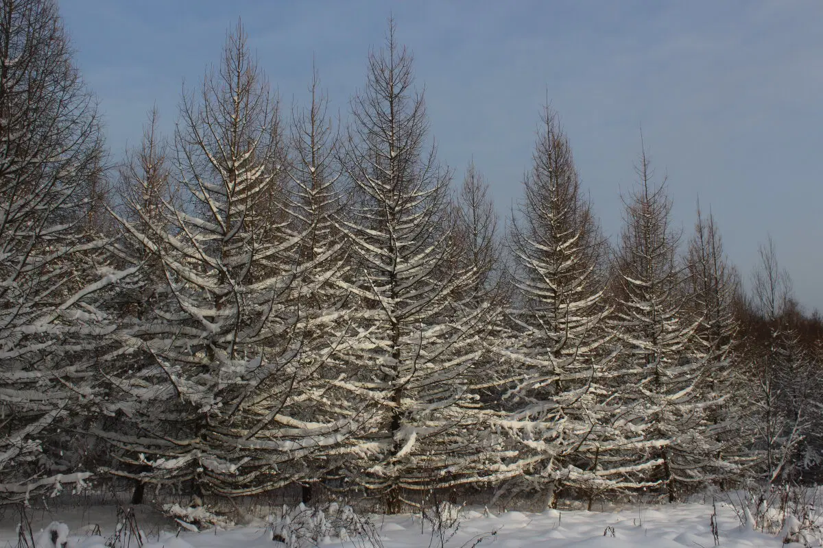 Первое утро нового года