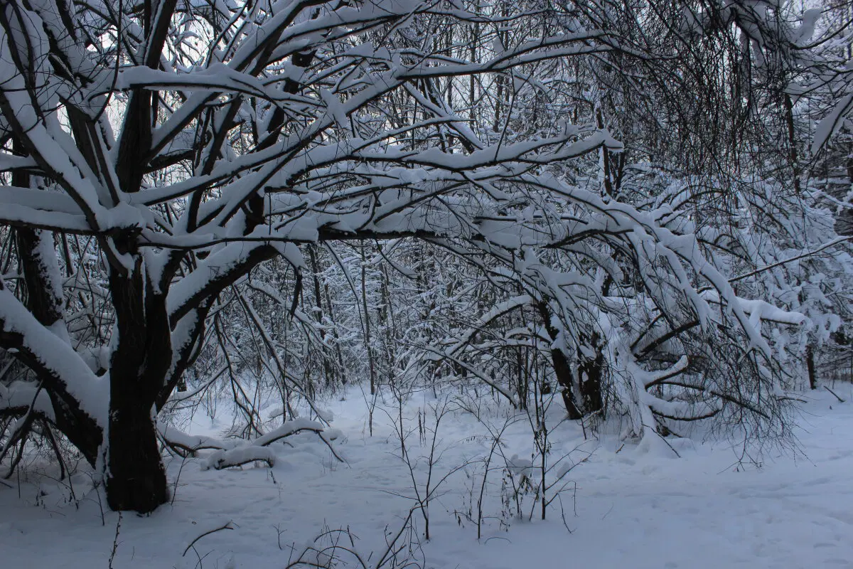 Первое утро нового года