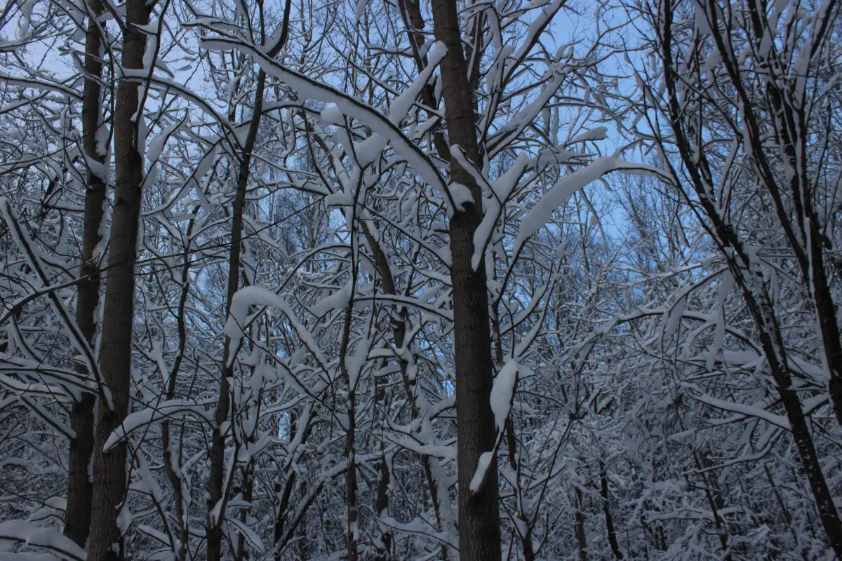 Первое утро нового года