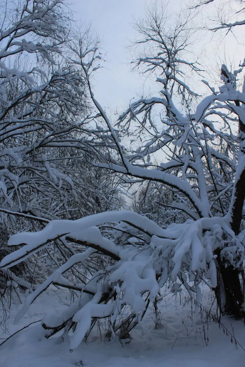 Первое утро нового года
