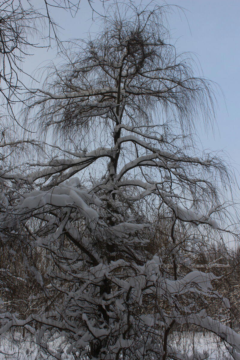 Первое утро нового года