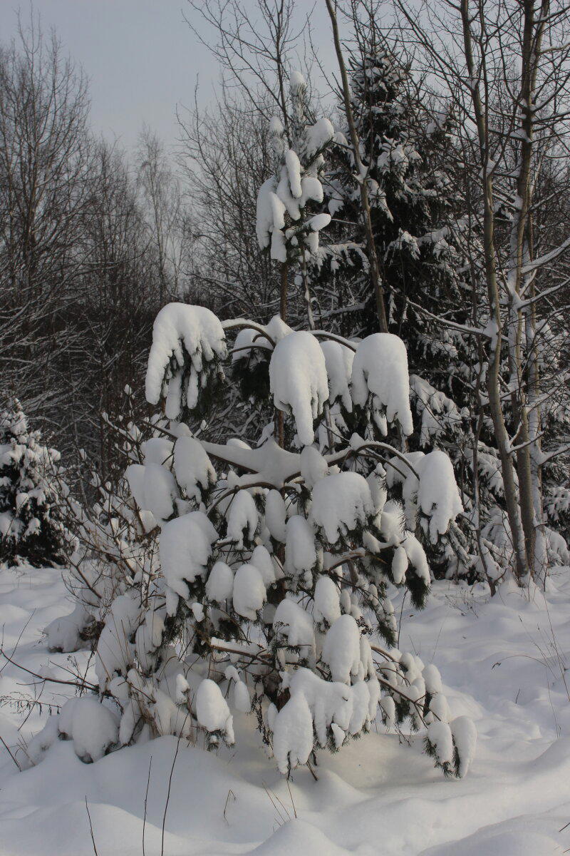 Первое утро нового года