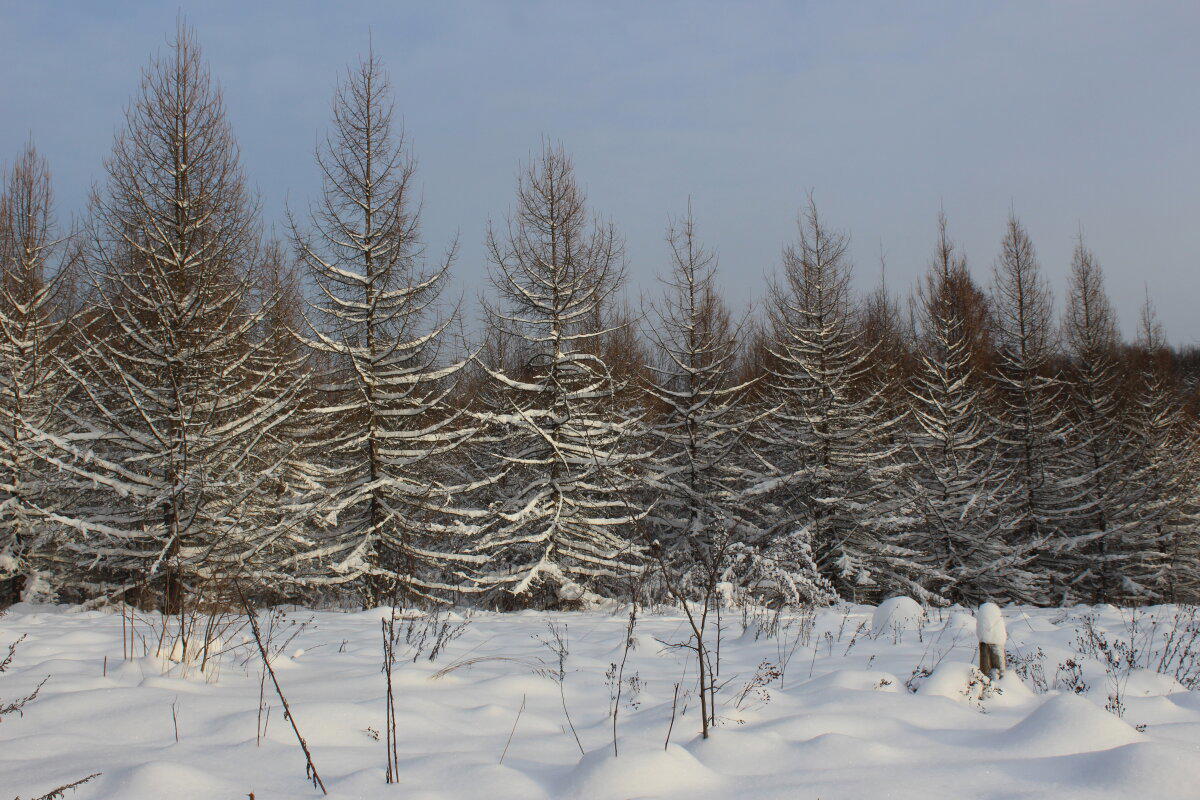 Первое утро нового года