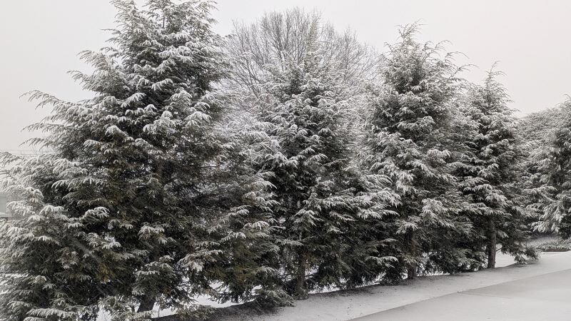 Все деревья в серебре. (Самуил Маршак)