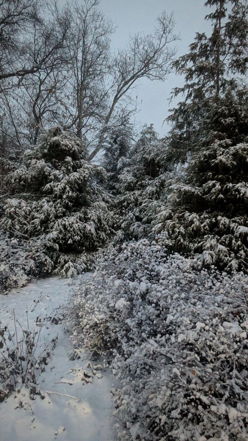В пять часов уж тьма. День — коньки, снежки, салазки... (Афанасий Фет)