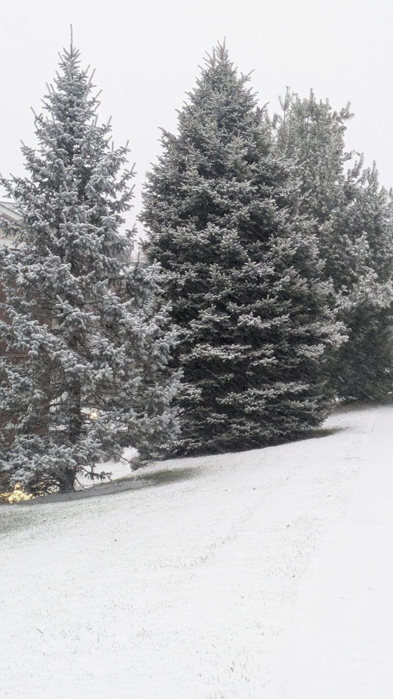 Мама! глянь-ка из окошка — знать, вчера недаром кошка умывала нос... (Афанасий Фет)