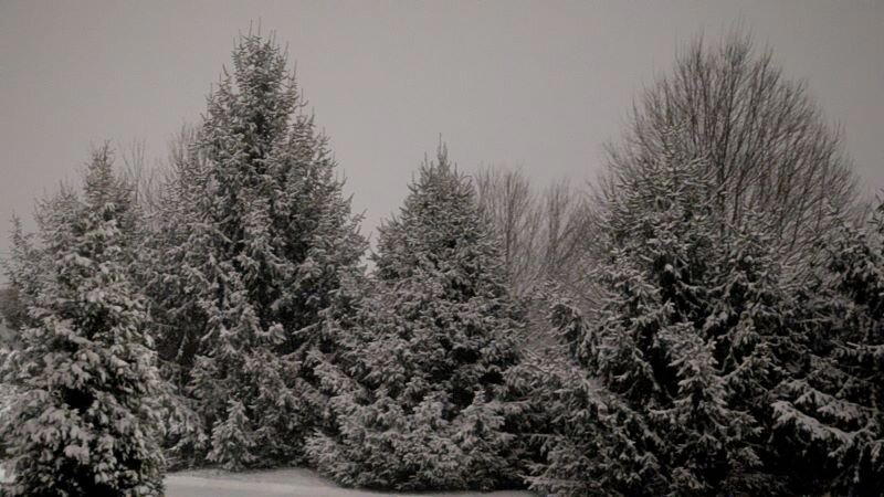 Не колючий, светло-синий по ветвям развешан иней — погляди хоть ты! (Афанасий Фет)