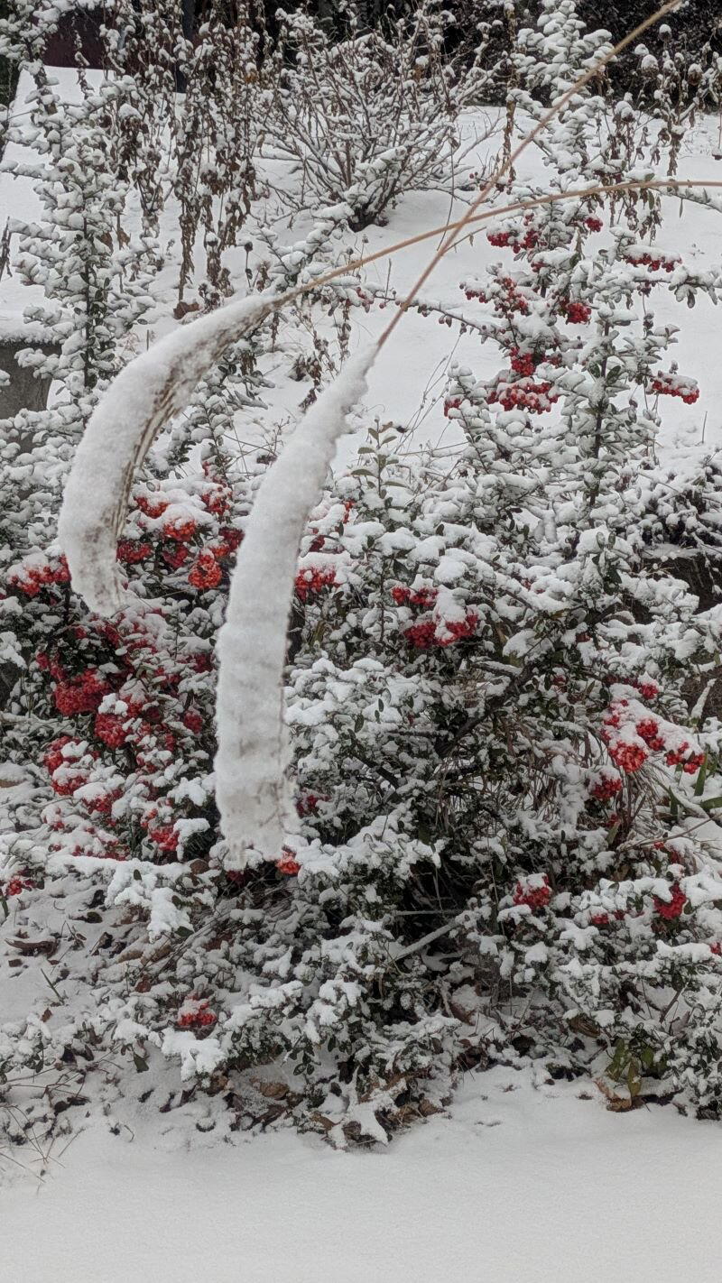Словно кто-то тороватый свежей, белой, пухлой ватой все убрал кусты. (Афанасий Фет, 1887)