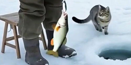 Кот принимает активное участие в рыбалке.