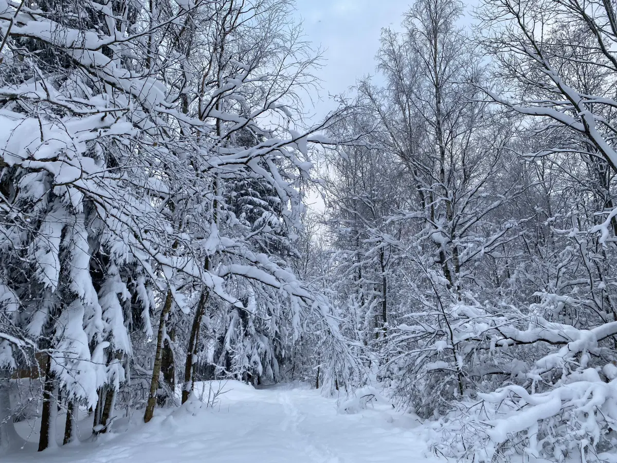 Микролес 20х20.