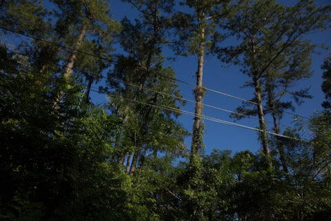 Растения на проводах