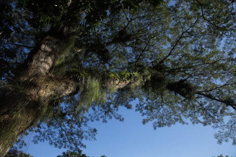 Экосистема на одном дереве