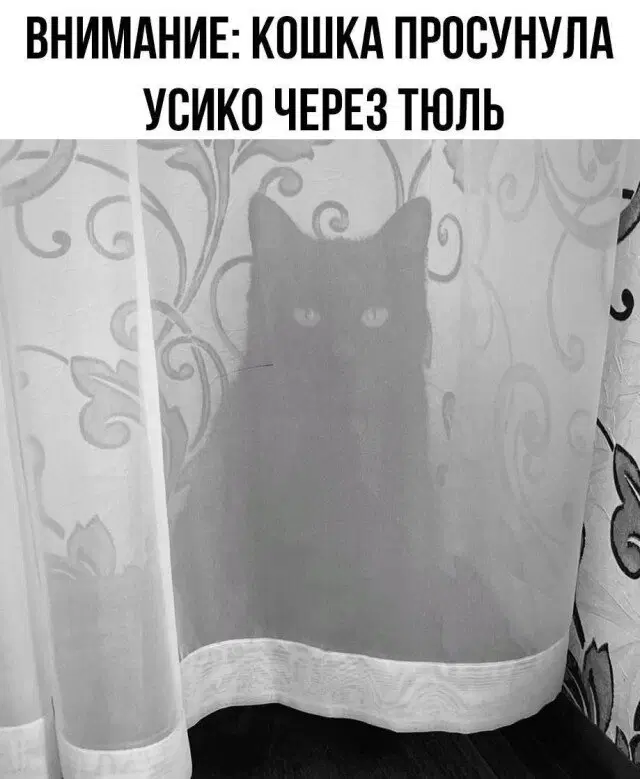 Дичко к столу прошу