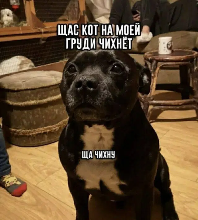 Дичко к столу прошу