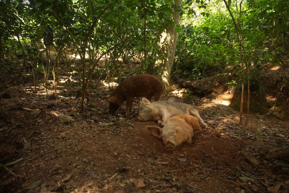 The Rolling Stones — Jumpin' Jack Flash / Куба'2025 (7.4)