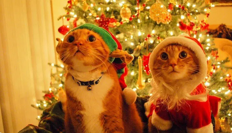 Котики это всегда хорошо, а в итогах тем более