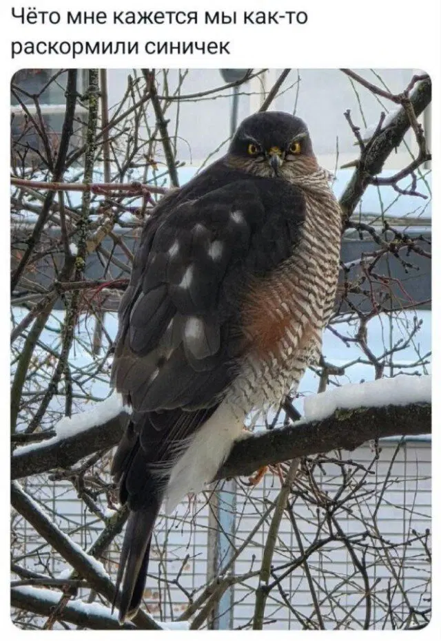 Дичка опохмеличка