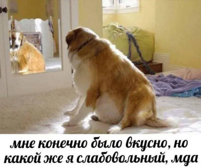 Дичка опохмеличка