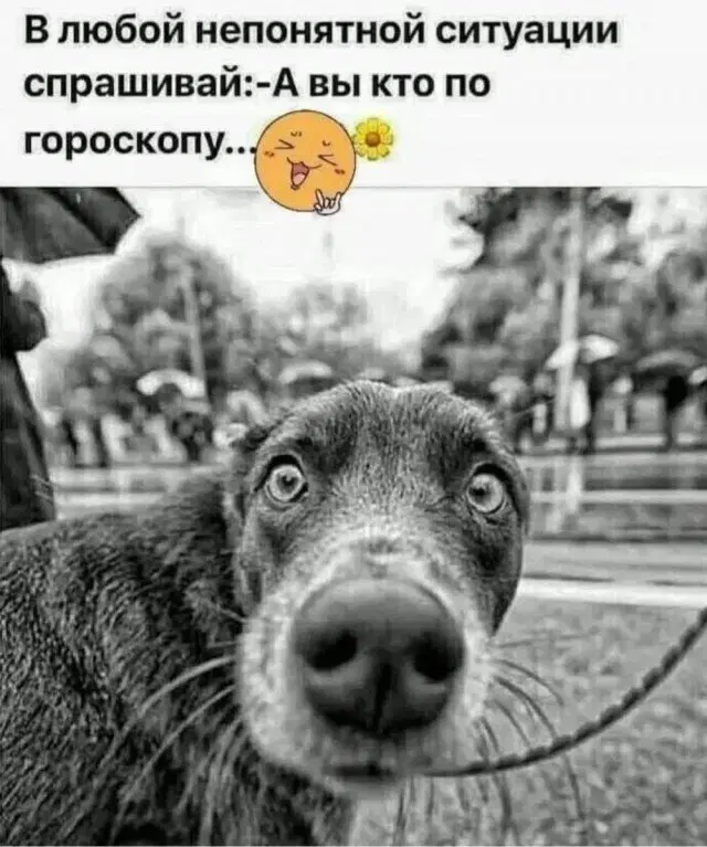 Дичка опохмеличка