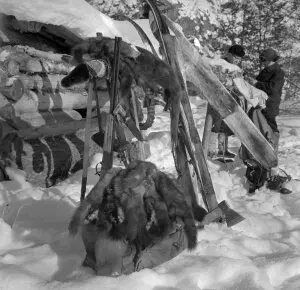 Ивент как белки в глаз. Промысел