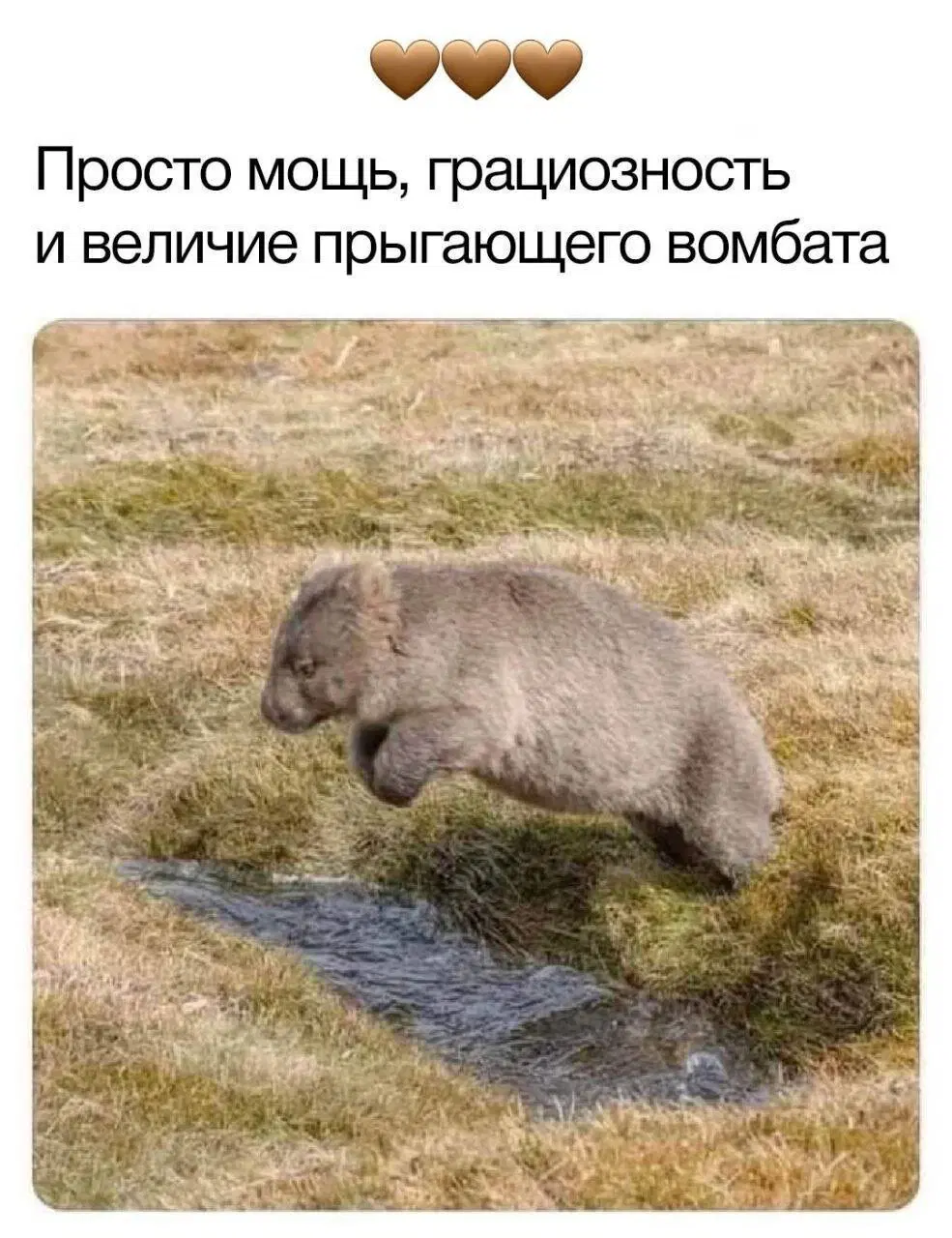 Среда? Значит дичка )))