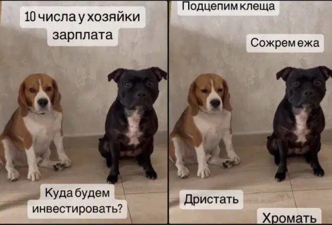 Среда? Значит дичка )))