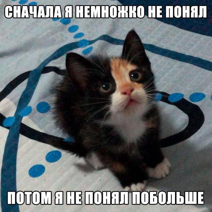 Дичка упала в снежок января