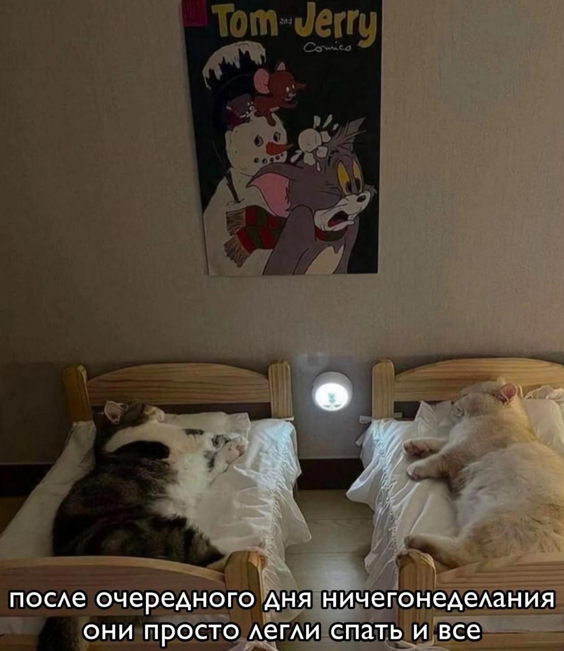 Дичка упала в снежок января