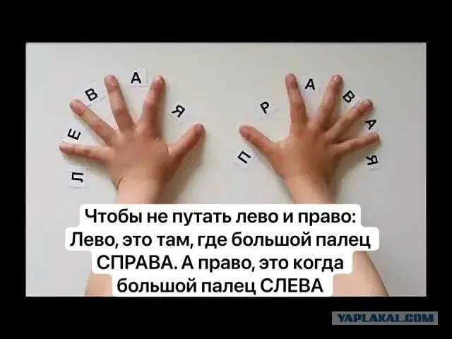 Дичка к вечеру