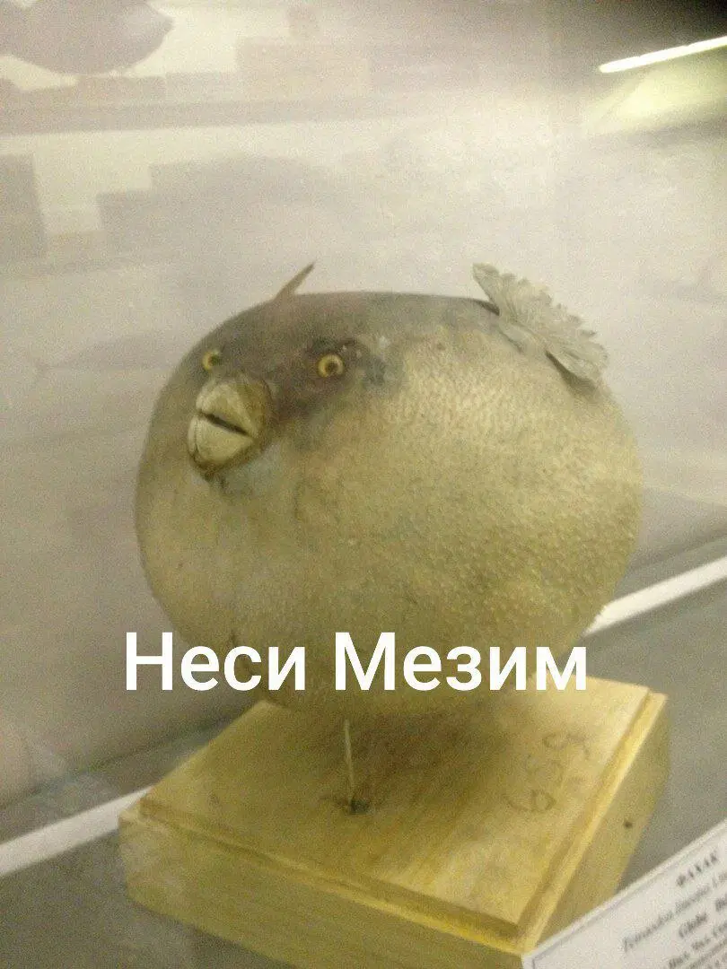 Дичка к вечеру