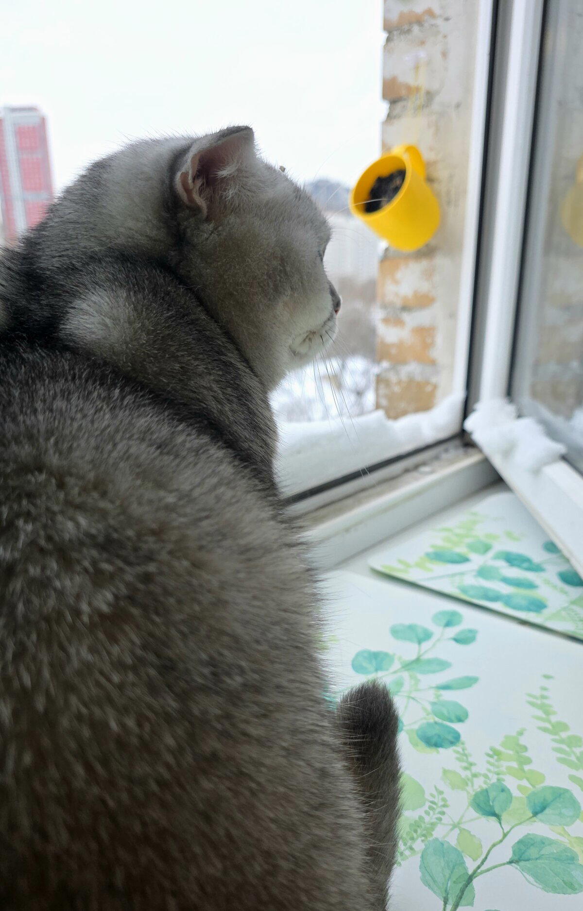 Воробушки летите теперь