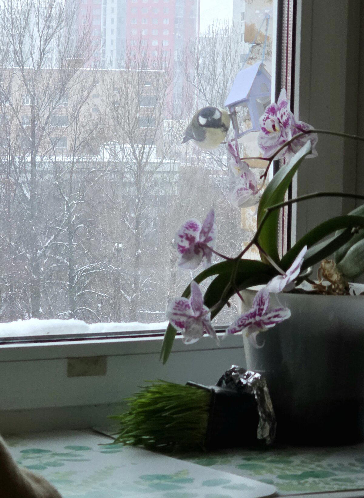 Аж овес упал