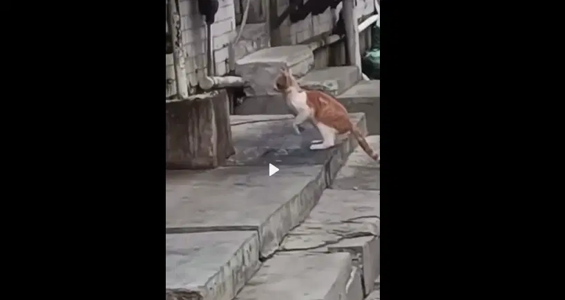 Ивент Вомбата. Слово недели - Куща.