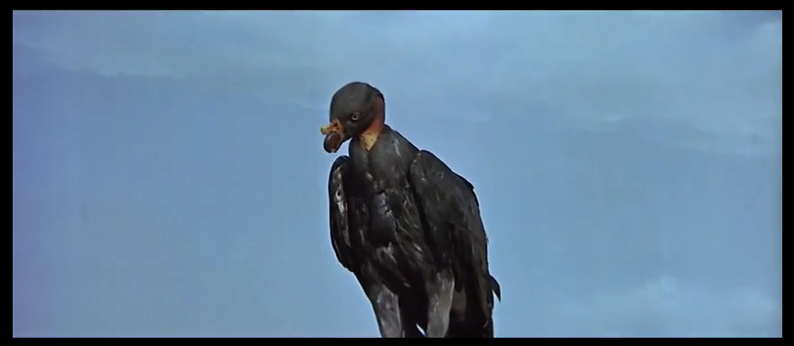 Ивент Вомбата. Слово недели - Куща.