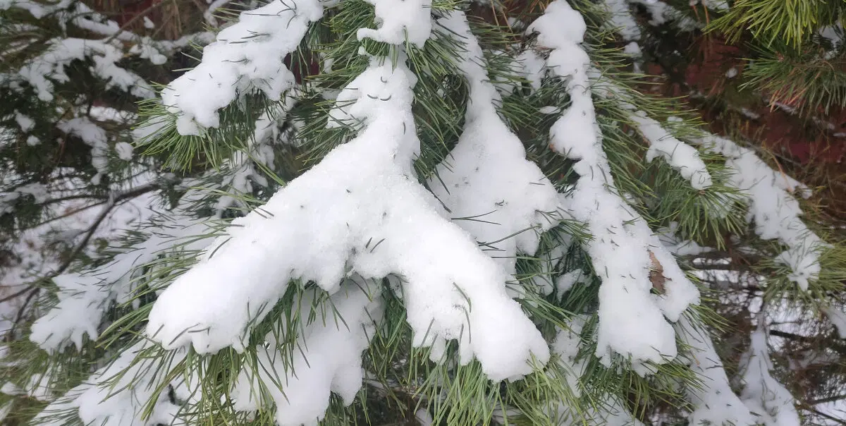 Зимние лапы елей