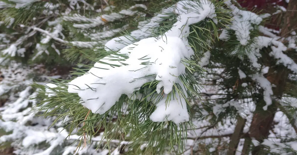 Зимние лапы елей