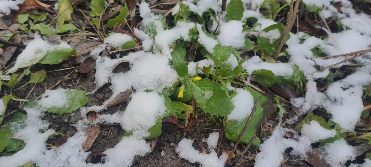 Когда зима опаздывает