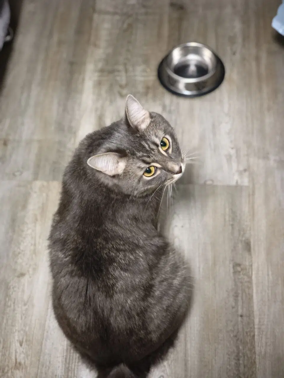 А где моя еда?